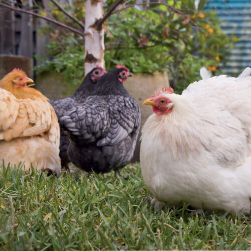 Chooks take vegie scraps and turn them into a valuable garden product.